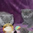 adorables-chatons-british-shorthair-a-reserver