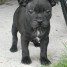 tres-adorable-chiots-staffordshire-bull-terrier
