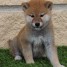 disponible-pour-nouvelle-famille-chiots-shiba-inu-inscrits-avec-pedigre