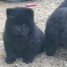 somptueux-chiots-type-chow-chow-disponible