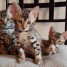 donne-magnifique-chatons-bengale