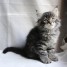 chatons-siberien-loof-hypoalergenique-a-adopter