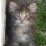 5-magnifique-chaton-norvegien-2-males-et-3-femelles