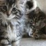 chatons-siberiens-loof-hypoallergeniques