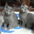 chatons-bleu-russe-males-et-femelles-disponible