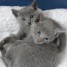 superbes-chatons-type-bleu-russe-a-reserver
