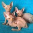 tres-adorable-chaton-type-sphynx-pure-race