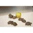 superbes-tortues-terrestres-hermann-testudo-hermanni