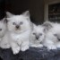 superbes-chatons-sacre-de-birmanie-a-placer-dans-une-famille