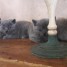 magnifique-chaton-chartreux-loof-femelles-et-males