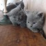 chatons-chartreux-loof-beaute-exceptionnelle