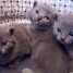 chatons-chartreux-issus-d-une-bonne-lignee-inscrits-au-loof