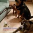 dog-lovers-online-coffee-business