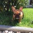 donne-magnifique-chiot-bouledogue-francais-femelle