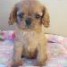adorable-chiot-de-type-cavalier-king-charles