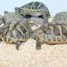 superbes-tortues-terrestres-hermann