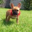 urgent-donne-magnifique-chiot-bouledogue-francais-femelle