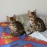magnifiques-chatons-bengal-contact-unique-leelinemillet-gmail-com
