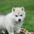 chiots-huskys-siberiens-a-donner