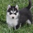 chiots-huskys-siberiens-a-donner