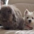 chiots-westie-inscrits-au-lof