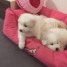 chiots-samoyede-a-vendre