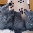 tres-doux-chatons-chartreux-loof