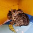 chatons-bengal-a-rosettes-tres-belle-qualite