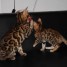 sublimes-chatons-pure-race-bengal-uniquement-pour-compagnie
