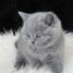 chatons-british-shorthair-loof-a-placer-dans-une-nouvelle-famille