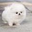 superbe-chiots-pomeranien-teacup