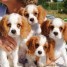 chiots-cavalier-king-charles
