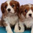 chiots-cavalier-king-charles-lof-a-reserver