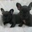 chiots-bouledogue-francais-robe-bleu