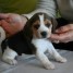 magnifique-et-adorable-beagle