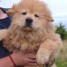 adorable-chiot-chow-chow