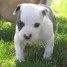 staffordshire-bull-terrier