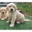 chiots-type-golden-retriever