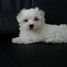 donne-magnifique-bichon-maltais