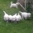 bergers-blanc-suisse-lof-pour-famille