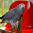 magnifique-perroquet-gris-du-gabon