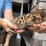 jolies-chatons-bengal-ages-de-12-semaines
