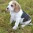 adorable-beagle