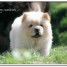 adorable-chiot-chow-chow