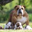 magnifiques-chiots-bulldog-anglais-pure-race