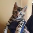 chatons-bengales-disponible