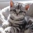 magnifiques-chatons-tigres-en-adoption
