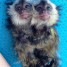 bebes-primats-formes-aux-couches-maintenant-disponibles