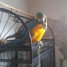 perroquet-ararauna-bleu-et-jaune-de-2-ans