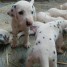 purs-chiots-dalmatiens